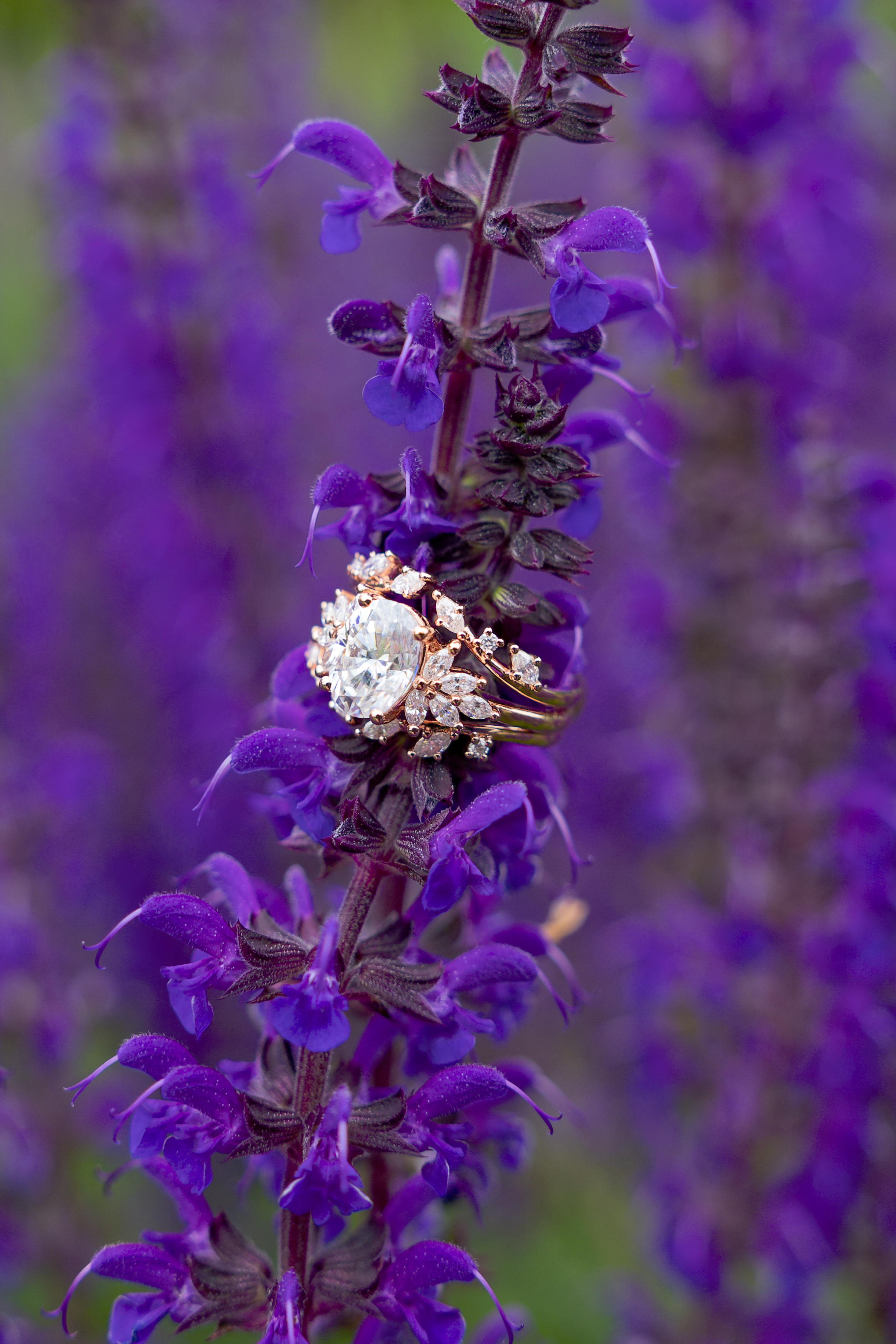 The rose gold engagement ring nestled among purple salvia blooms